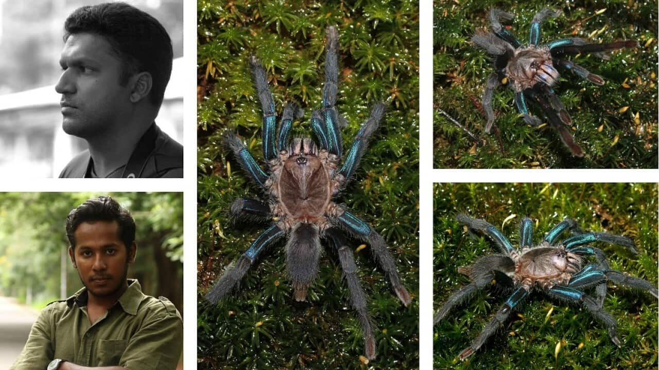 New Shimmery Blue Tarantula discovered from Sri Lanka.