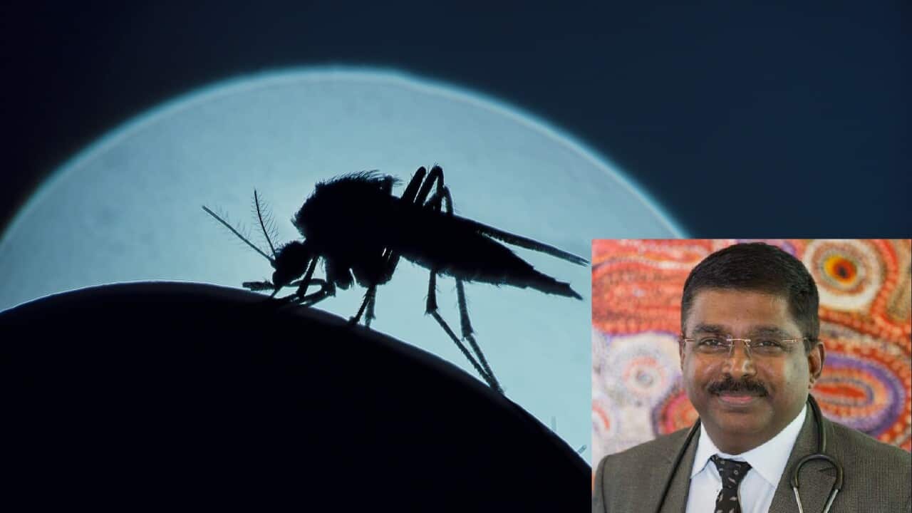 Mosquito