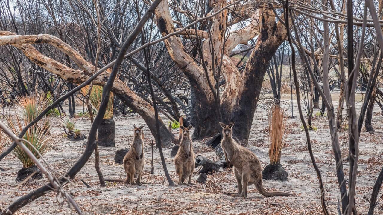 Kangaroos on Kangaroo Island, South Australia