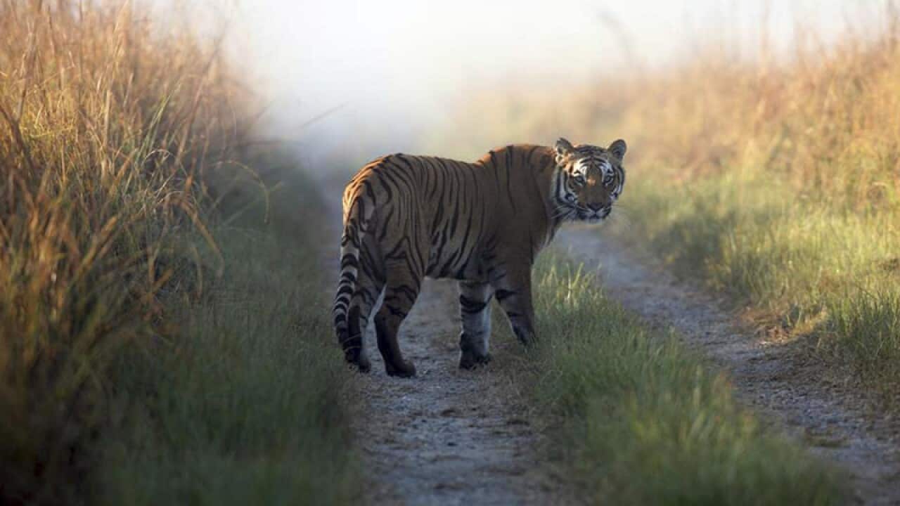 Tiger at the reserve in the northern Indian state of Uttarakhand