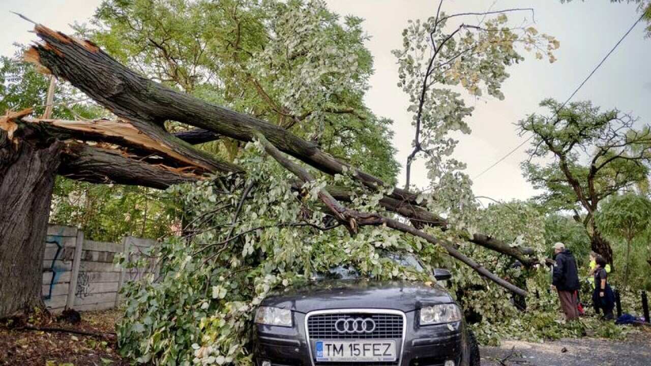 Emergency workers stand next to a fallen tree in Timisoara, Romania