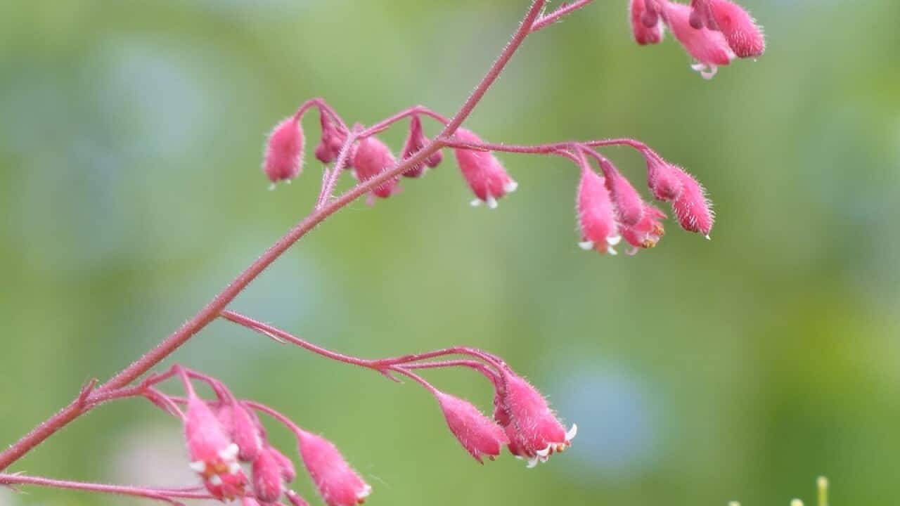 Coral bells