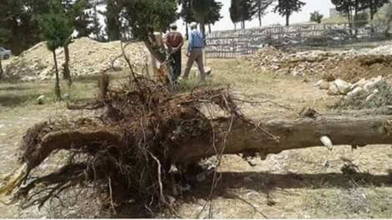 Uprooted tree in Kobani for construction development
