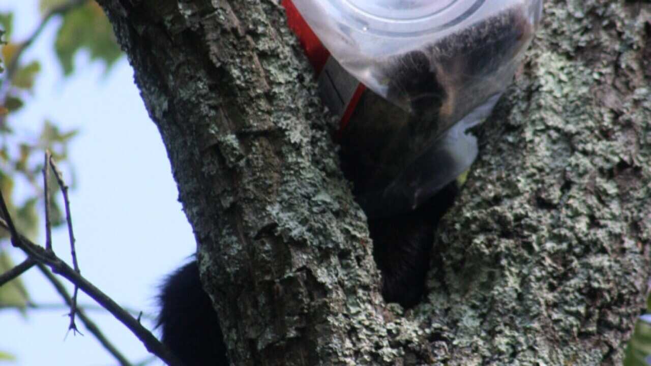 The bear cub's head got stuck in an oversized cookie jar while it was rummaging through some trash. (Photo: NJ Department of Environmental Protection)