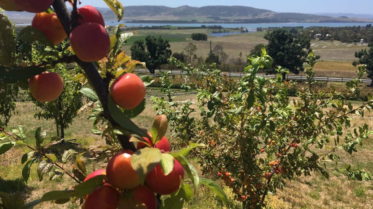 An orchard in Tasmania