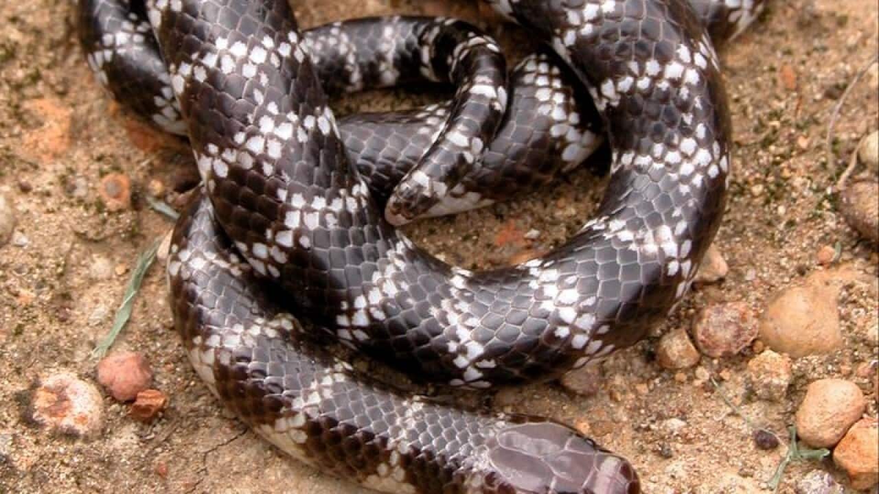 ENDANGERED SNAKE DISCOVERY WEIPA
