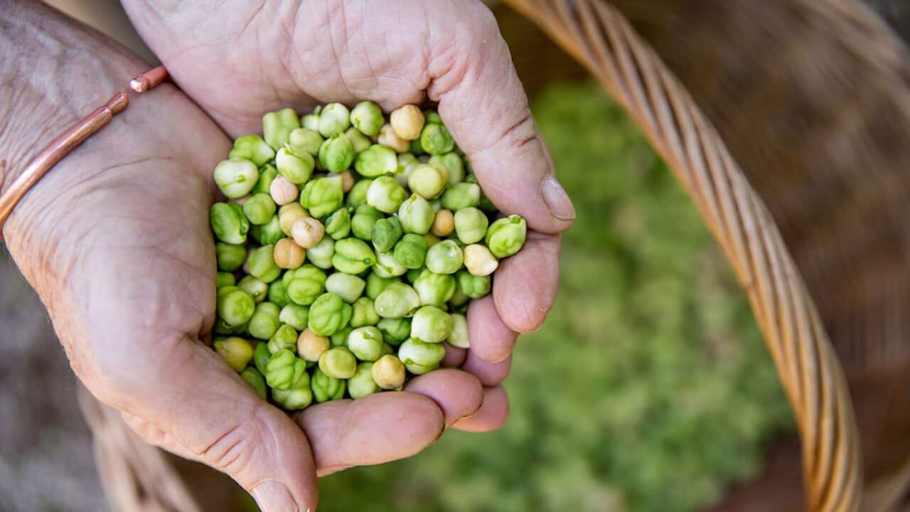 Green chickpeas