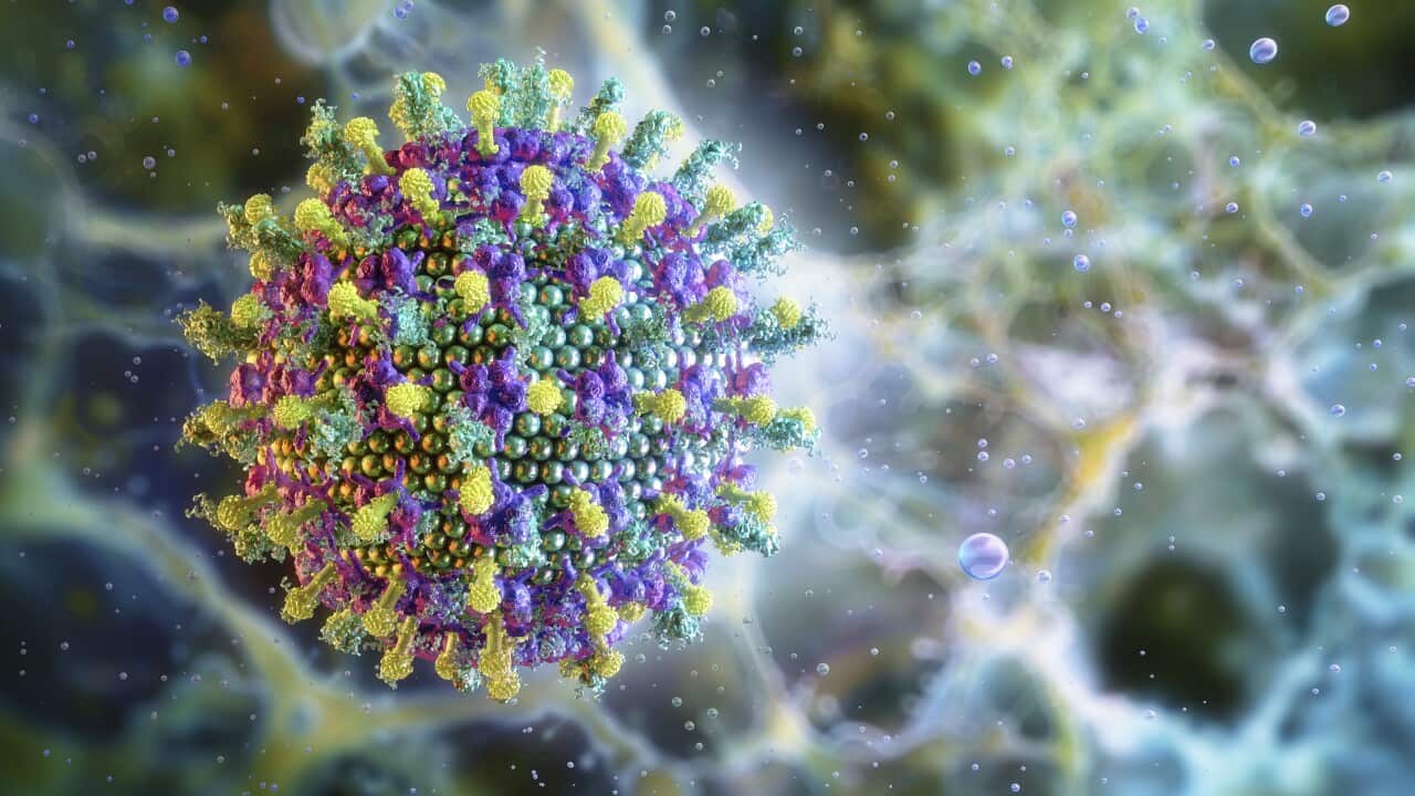 Nipah virus, illustration