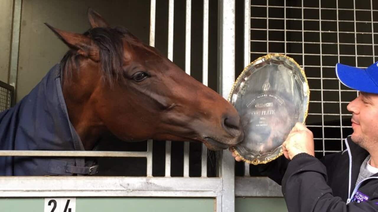 Two-time Cox Plate champion Winx checks out her latest silverware with strapper Umut Odemislioglu at her Flemington stable, Melbourne, Oct. 23, 2016