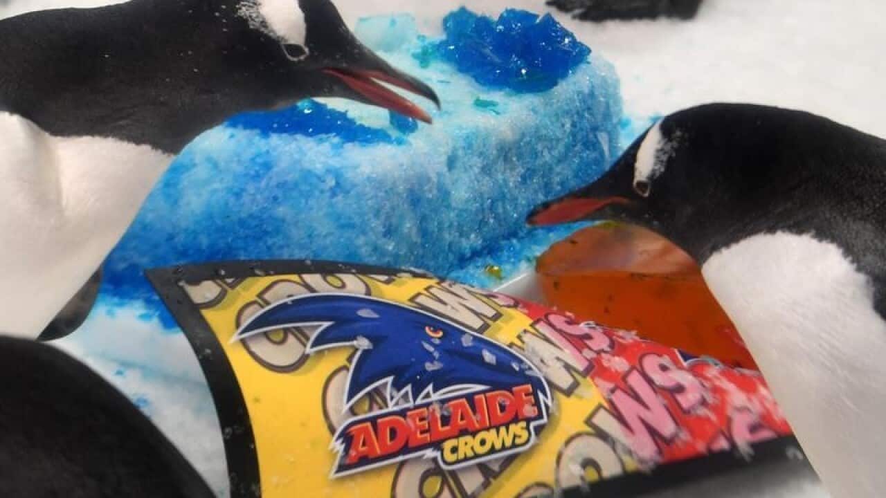 Penguins eat fish cakes with Adelaide Crows colours in Melbourne