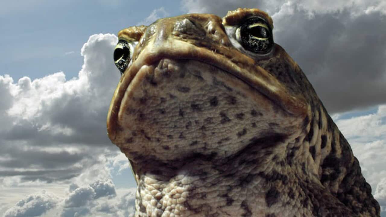 Cane-Toads_627_694861347