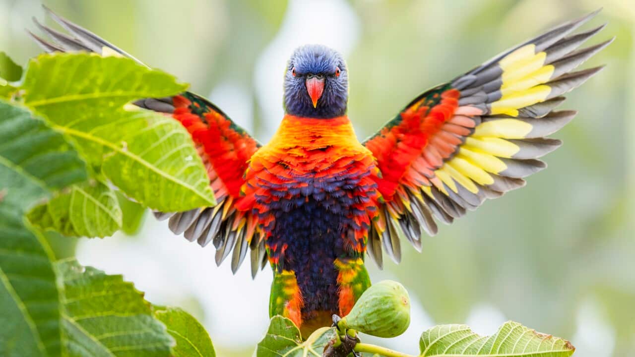 Rainbow Lorikeet's wingspan