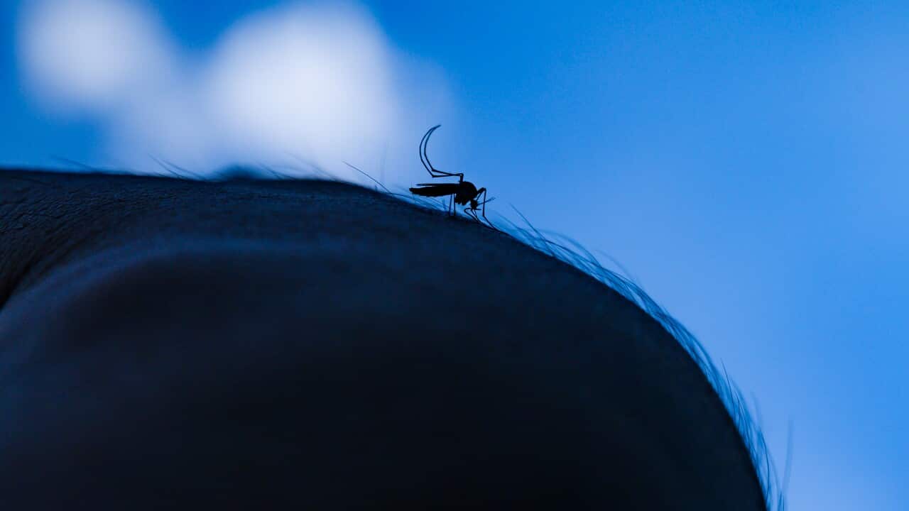 A mosquito in silhouette against a blue sky, perched on skin.