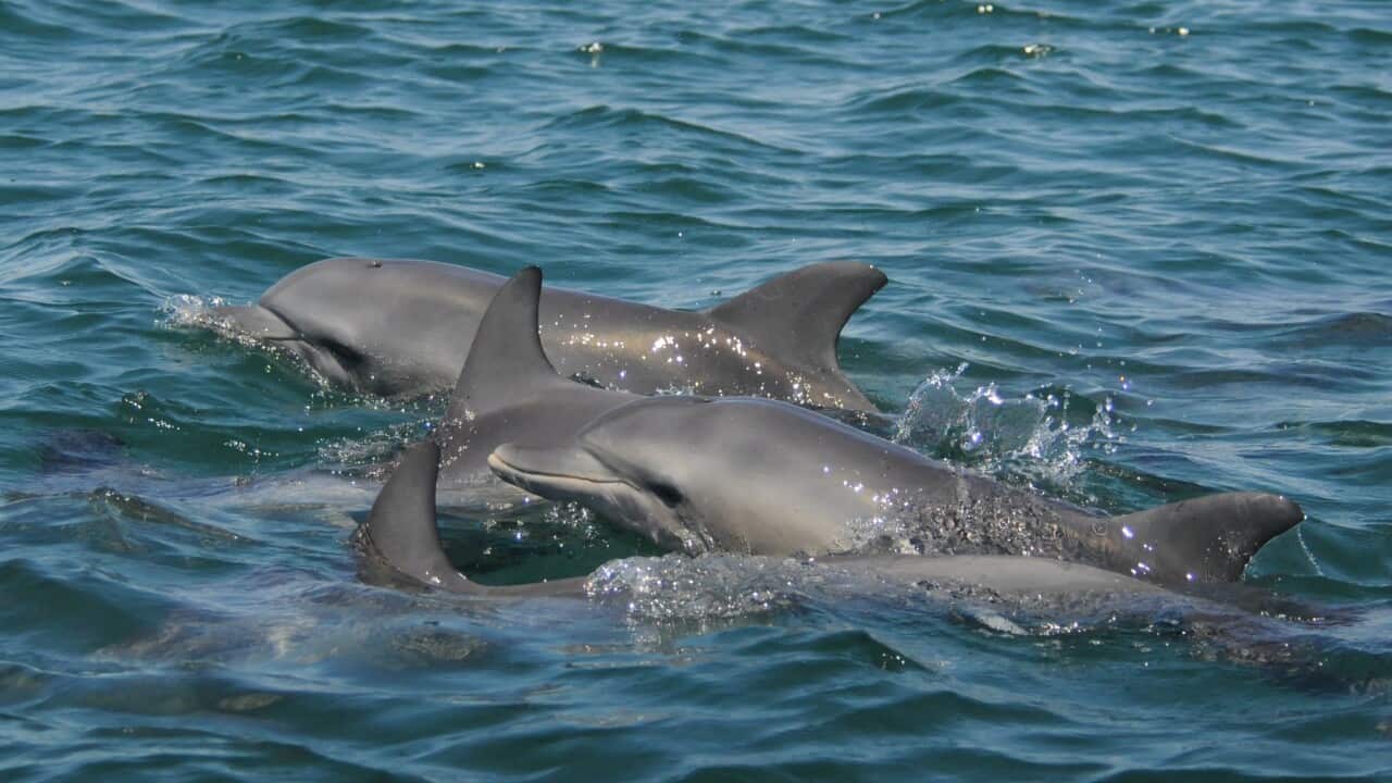 Dolphins swimming in the ocean.