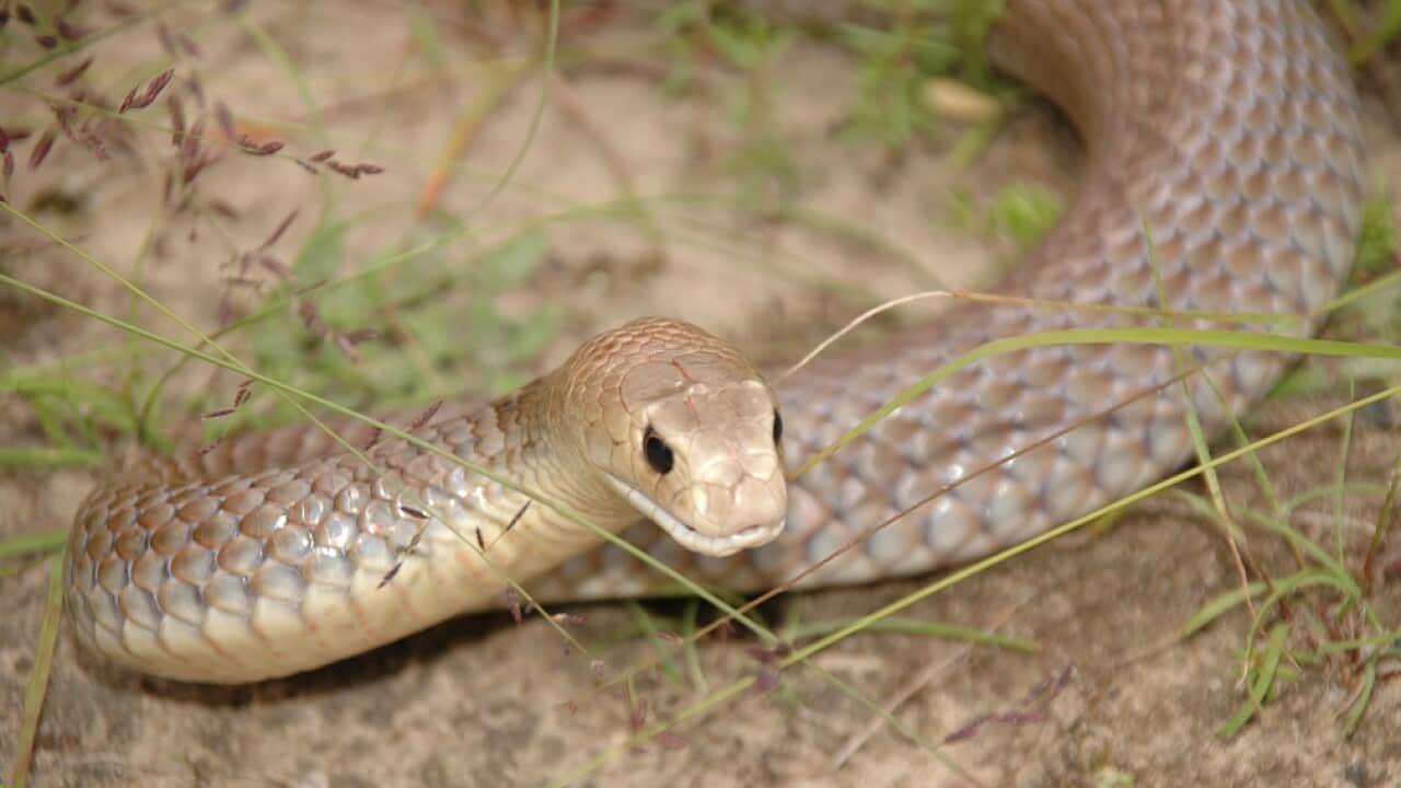The eastern brown snake, one of Australia's deadliest. 