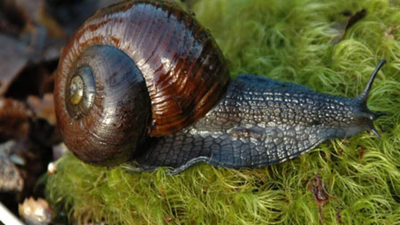 How to protect my vegetables from garden snails?