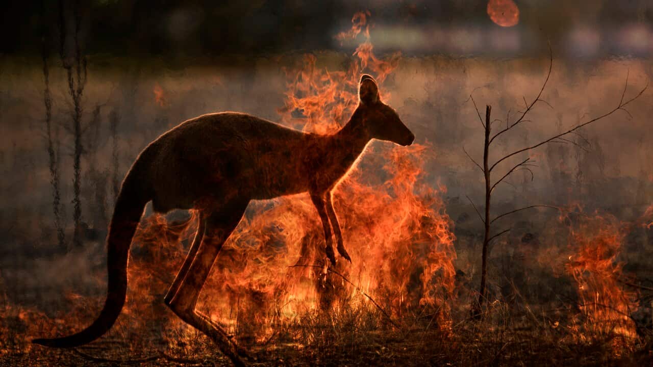 Australian bushfire montage
