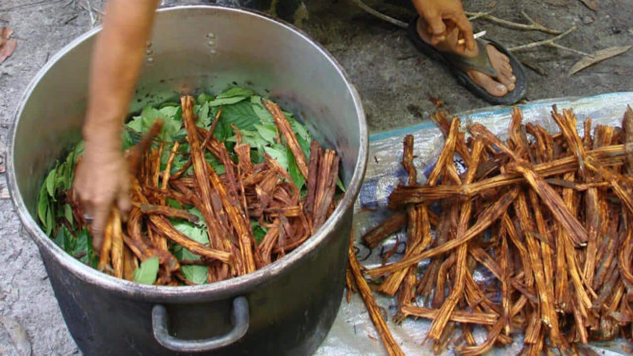 Ayahuasca 