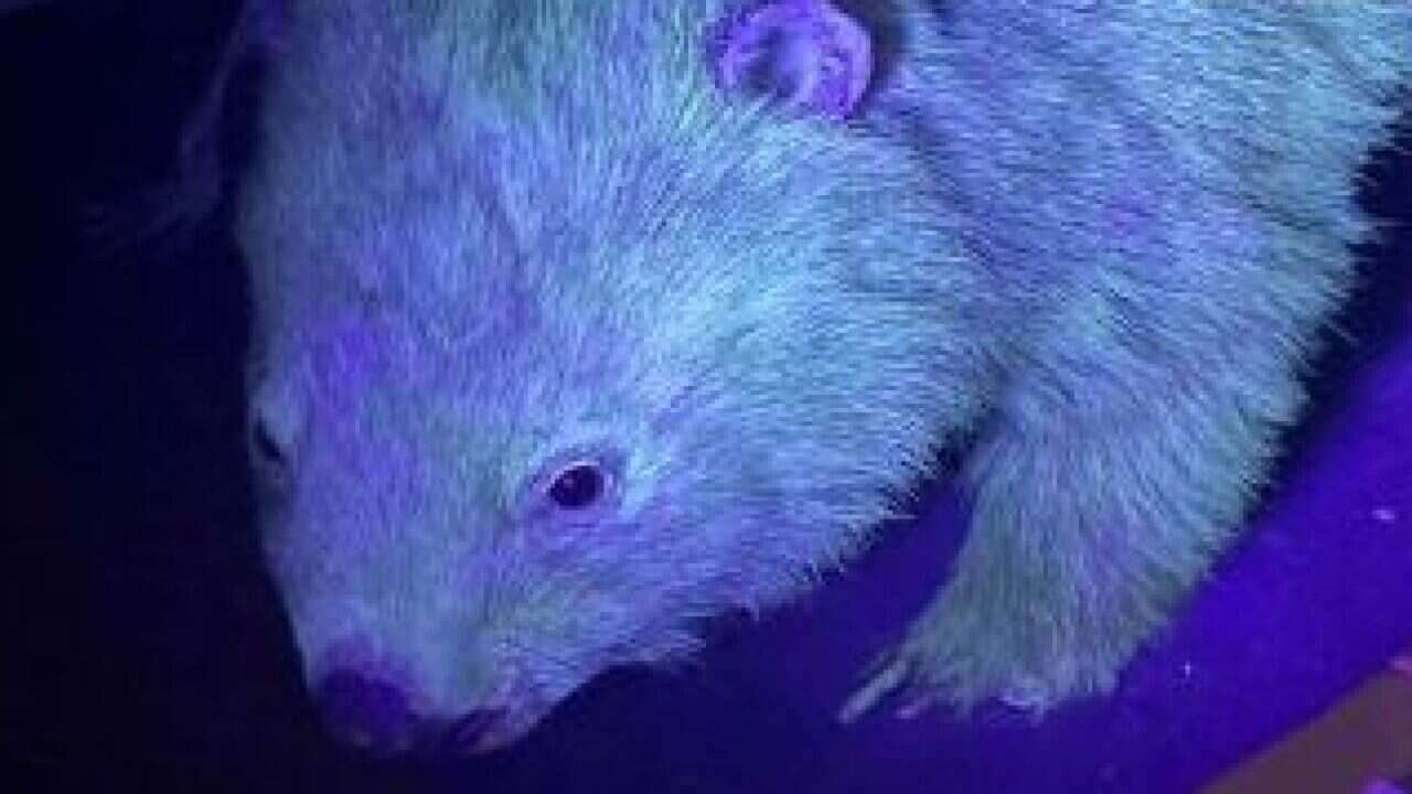 Strange Science The Weirdest And Most Wonderful Stories Of 2020 Sbs Nitv