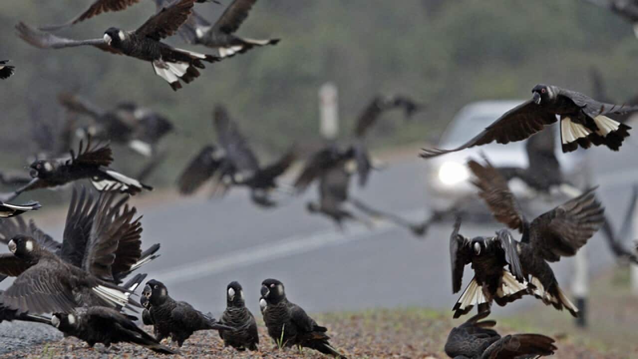 Black cockatoos gather on a roadside in WA's south