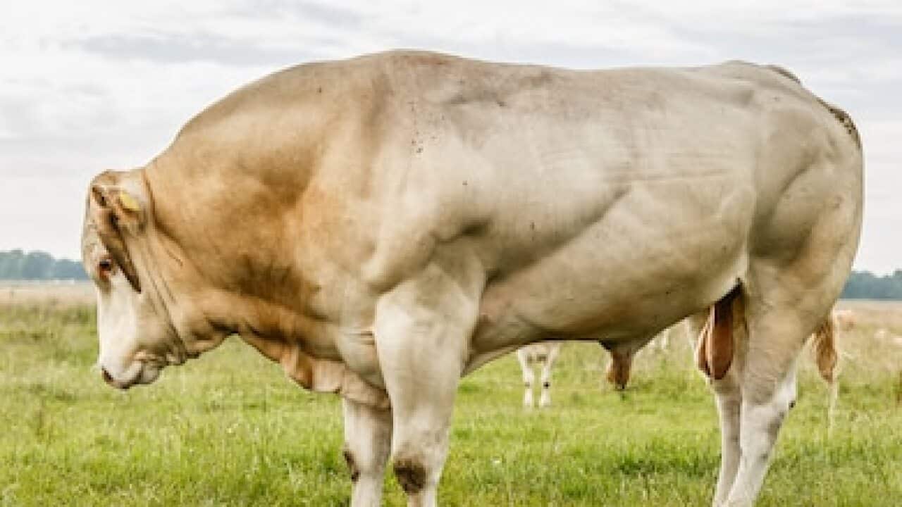 Breeding-bull - Pixabay