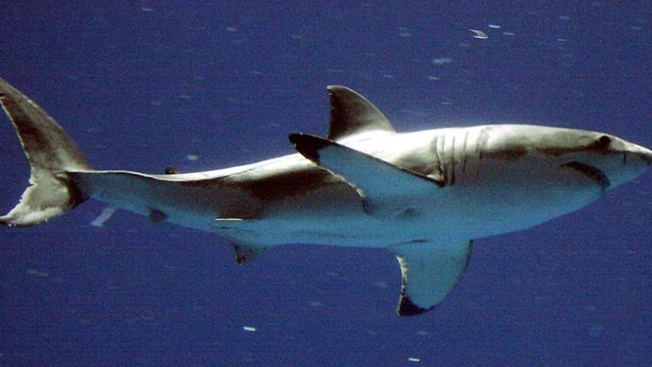 great white shark