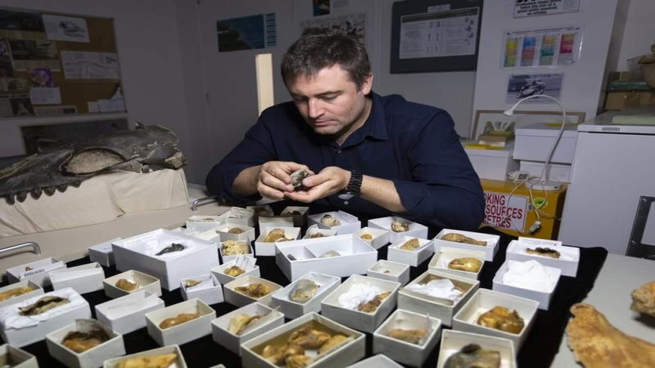 MUSEUMS VICTORIA WHALE FOSSILS