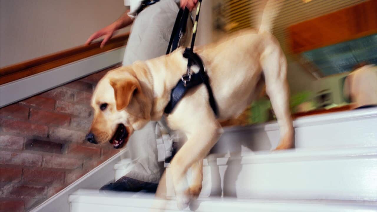 A guide dog leading the handler down the stairs