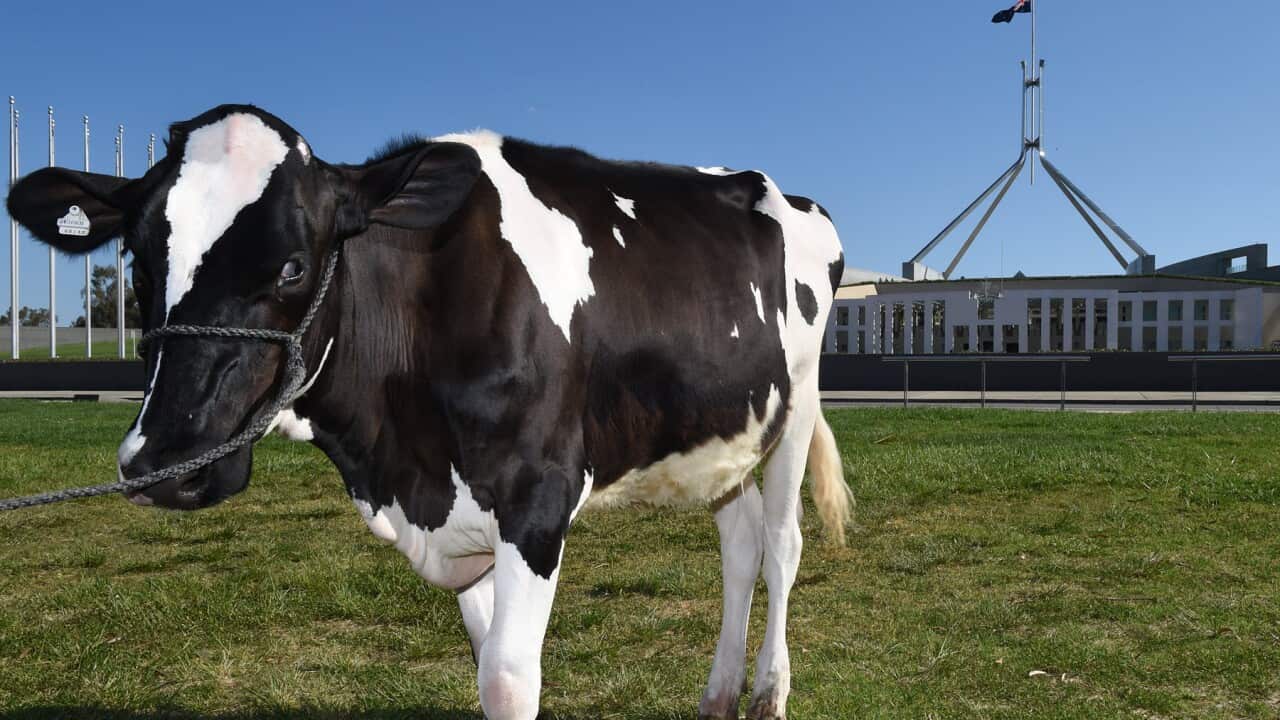 A dairy cow outside Parliament House in Canberra