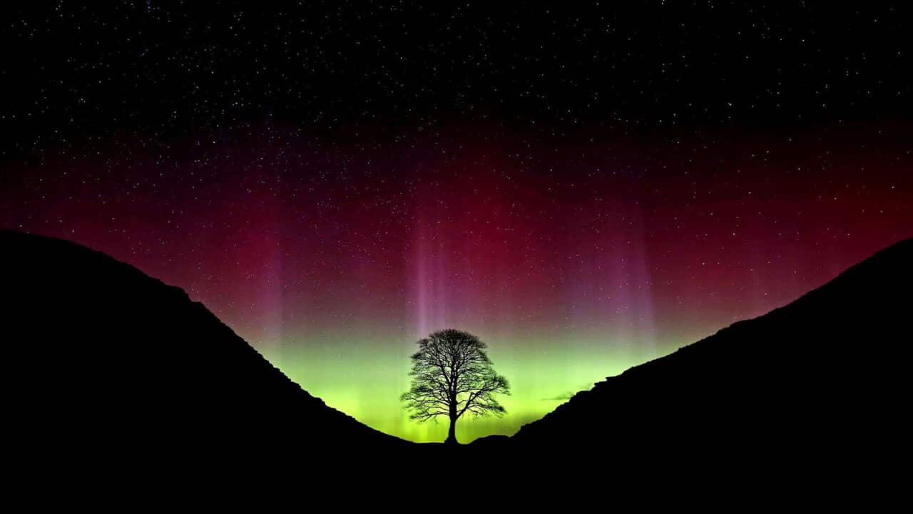 A large sycamore tree is silhouetted in front of colourful lights.