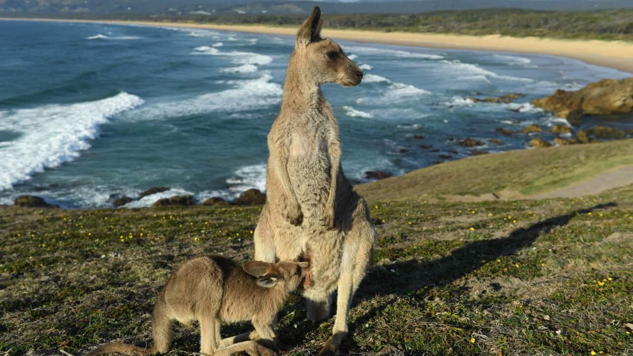 An eastern grey kangaroo joey feeds from its mother at sunrise on Look At Me Now Headland, north of Coffs Harbour, regional NSW.