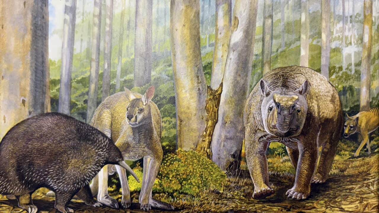 Mammoth Cave megafauna.jpg