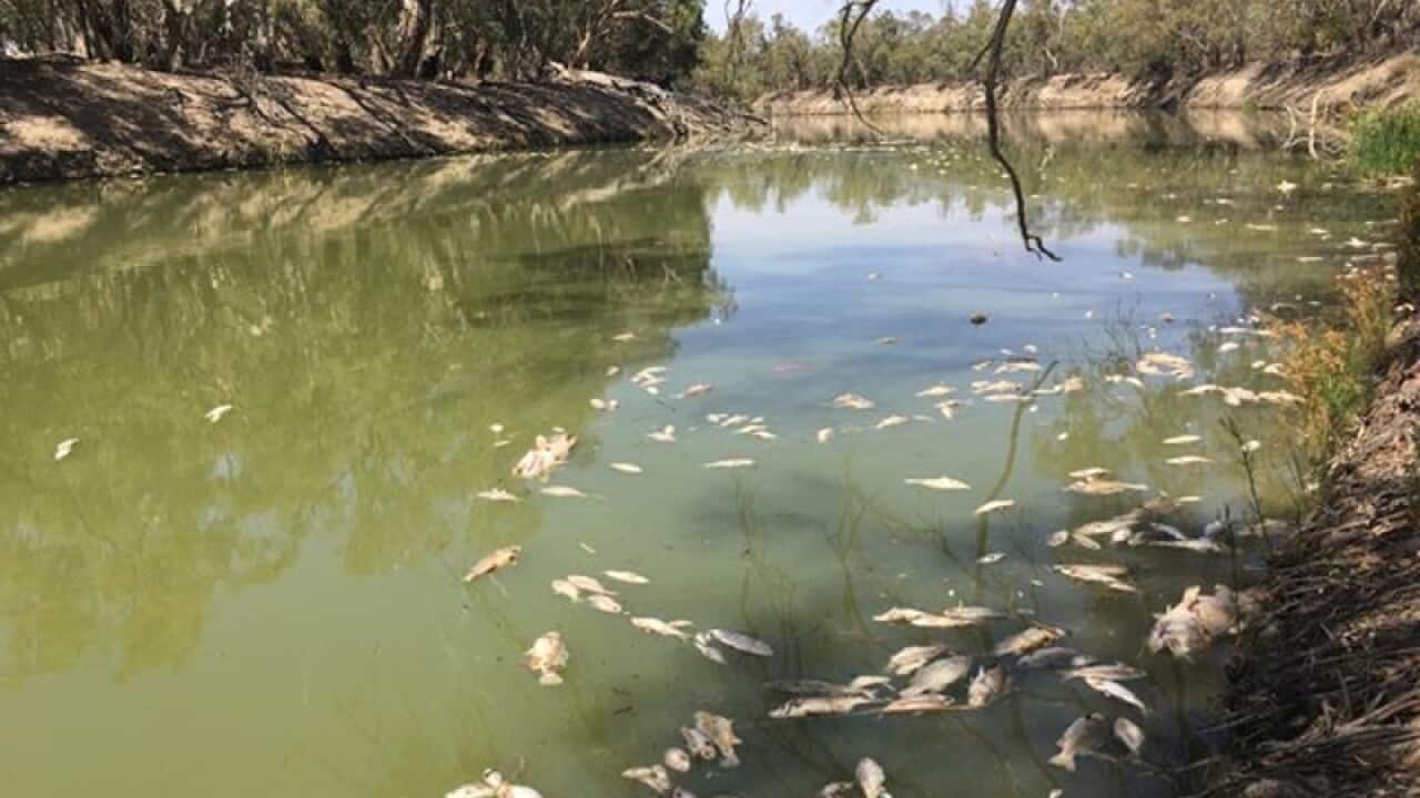 Some of the dead fish in the Darling River in far western NSW.