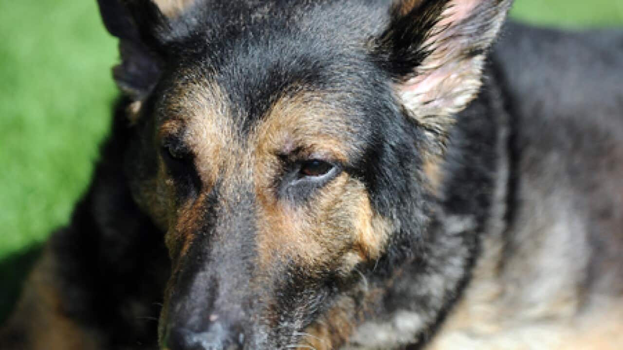 dog_bite_240110_b_g_264623000