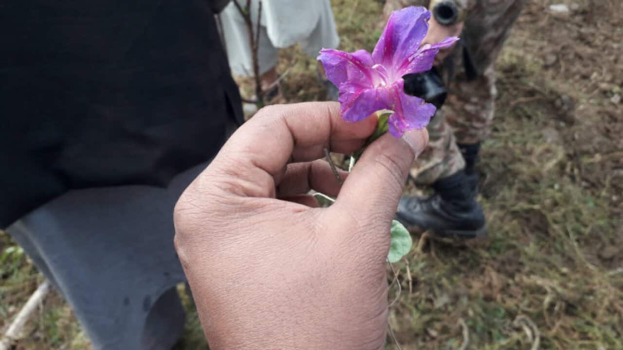 Saffron in tribal Pakistan