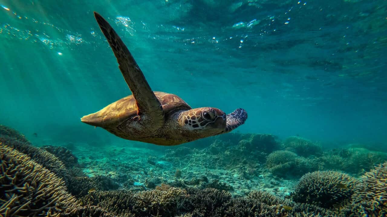 A green sea turtle is flourishing among the corals at lady