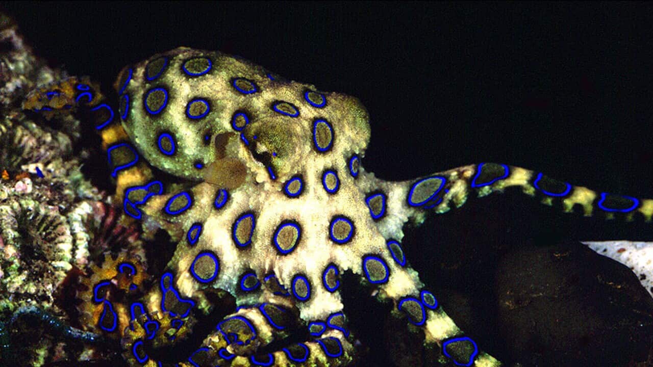 OCTOPUS