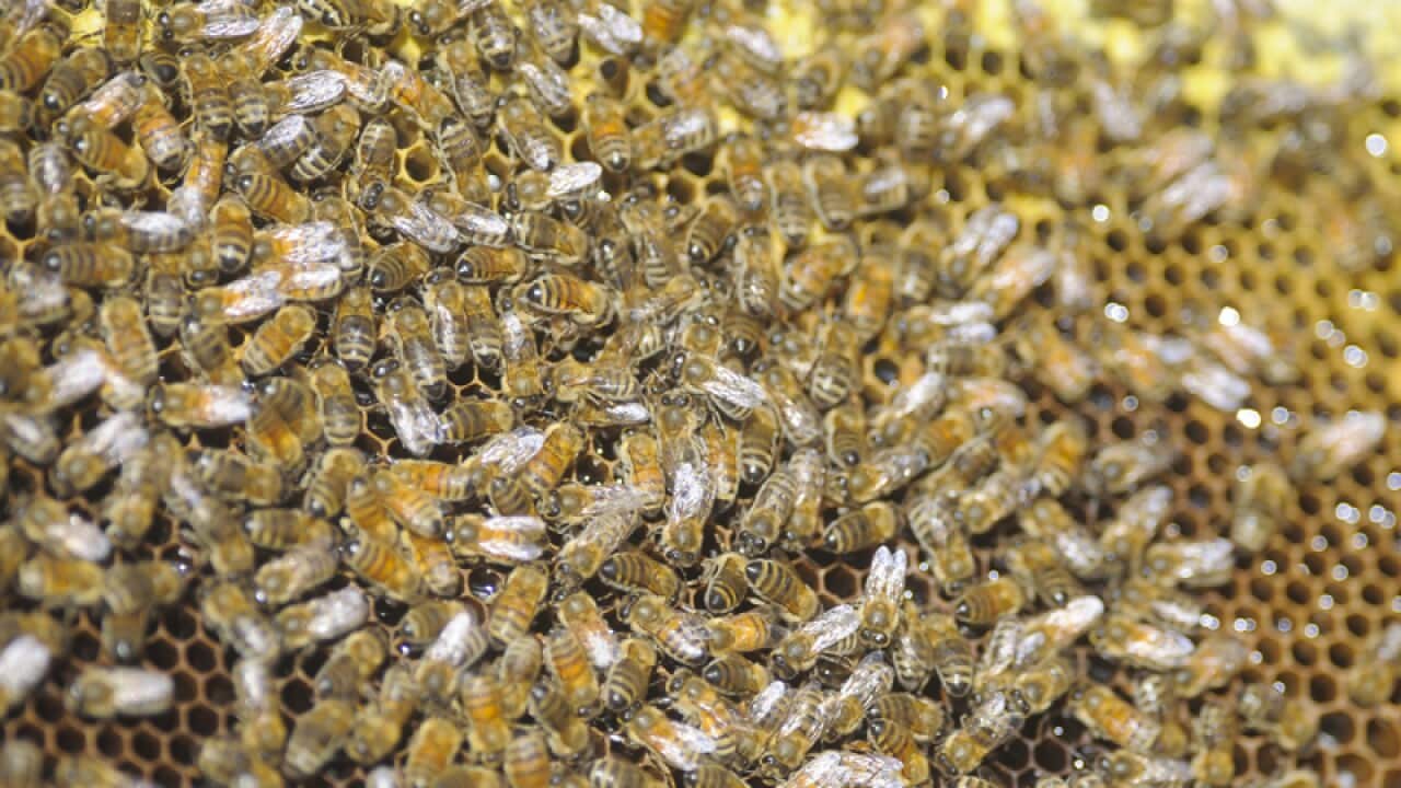 Honeybees are seen on a hive