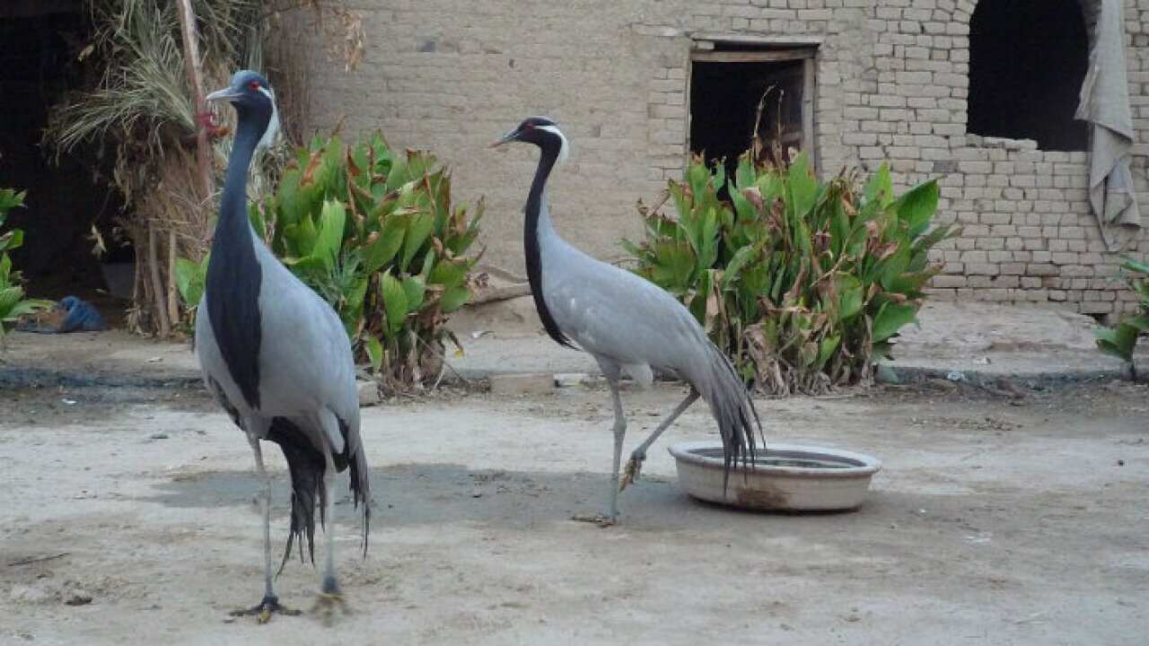 birds in Pakistan