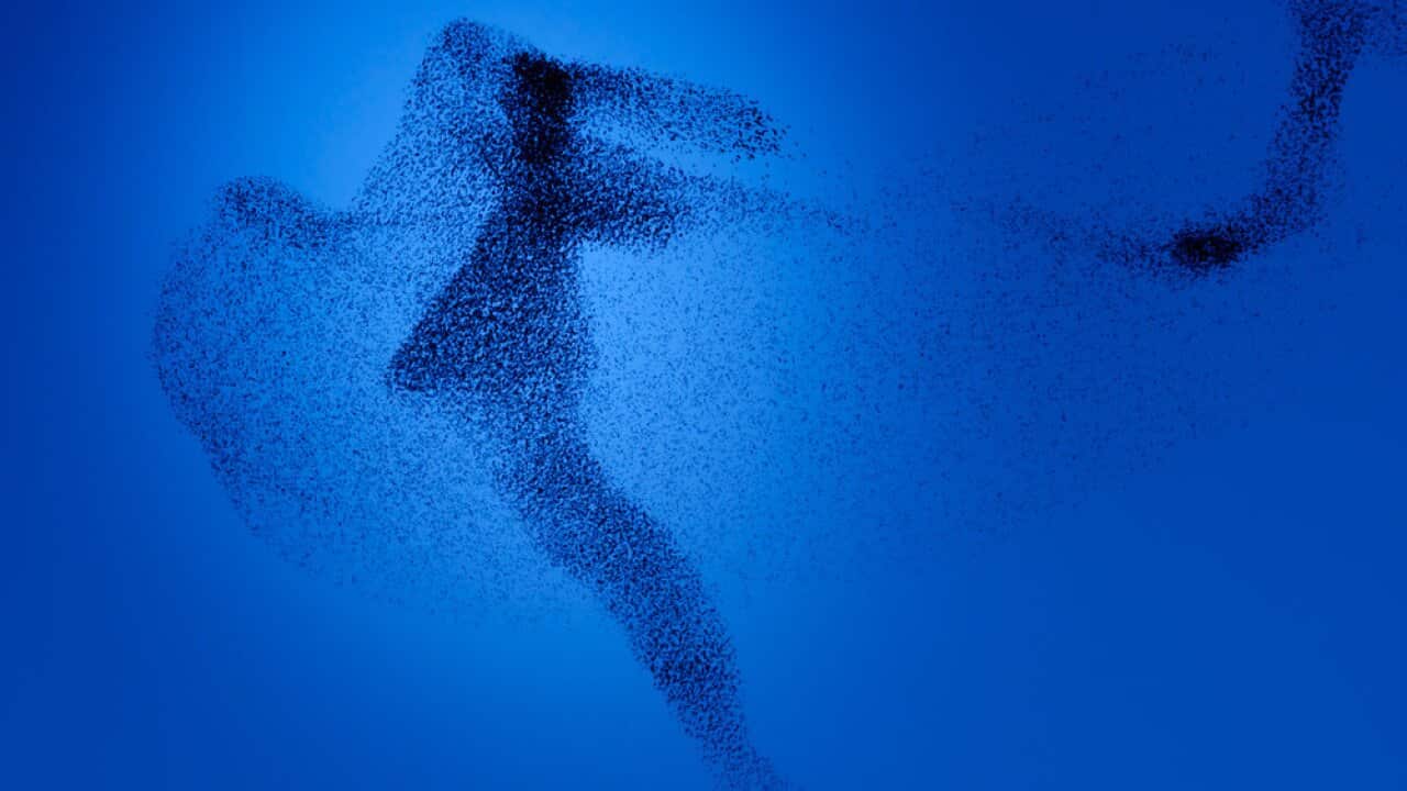 Murmuration V by Dutch artist Johannes Bosgra