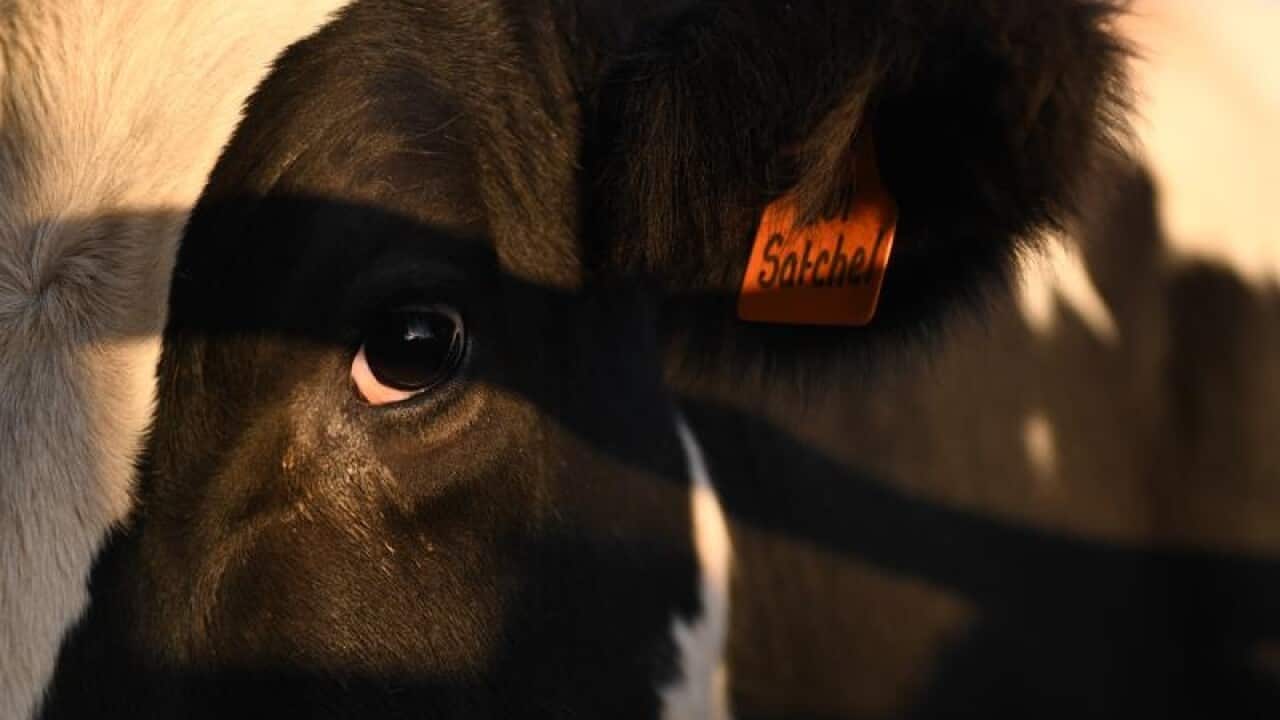 Dairy cattle during milking time at the farm of Colin Godden
