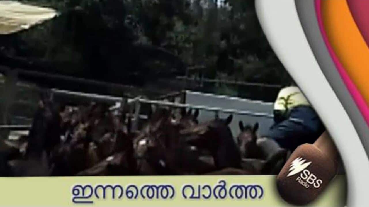 horse