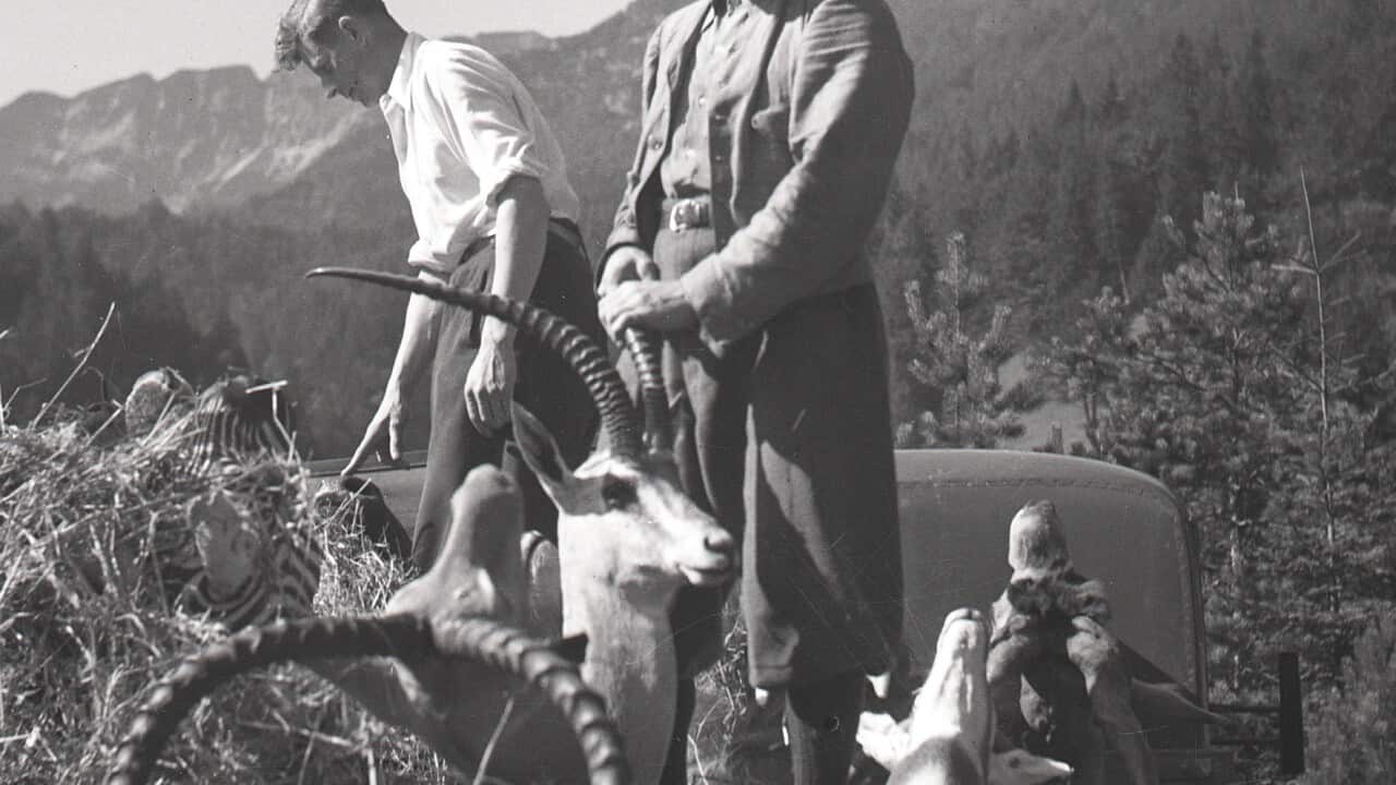 A 1940 photo showing hunting trophies looted for the Salzburg museum Salzburg Haus der Natur.jpg