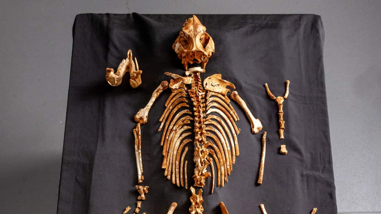 10. The fossil skeleton of S. occidentalis. Photo by Tim Carrafa. Source Museums Victoria.jpg