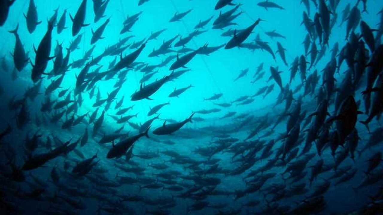 An undated supplied Greenpeace photo released Thursday, May 6, 2010 of Bluefin tuna swim inside a transport cage.  (AAP Image/Greenpeace, Marco Care)