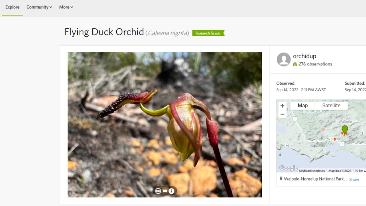 Online biodiversity database iNaturalist - Image David Edmonds and iNaturalist.png