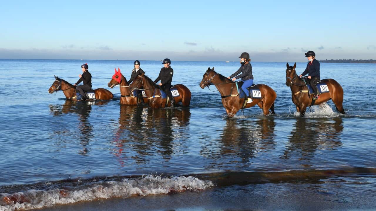 MELBOURNE, AUSTRALIA - OCTOBER 28: (L-R) The Mick Price racing team, Michael Kent Jnr riding Right You Are, Ali Berwick riding Cafe Rizu, Steph Barrington riding Oceanex, Sonja Carlish riding Valanetti and Shona Drechsler riding Odeum during a beach track