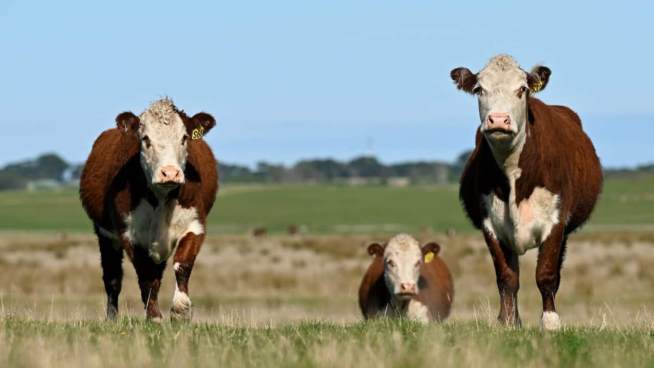 KING ISLAND STOCK