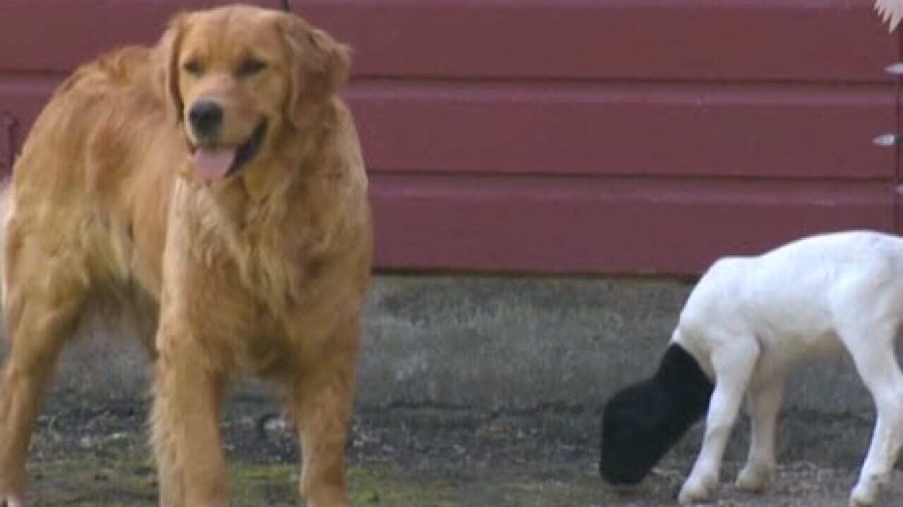 Dog adopts lamb