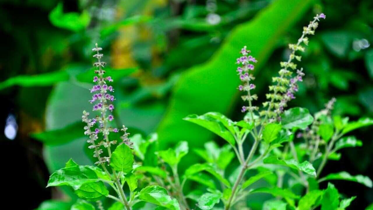 Holy Basil